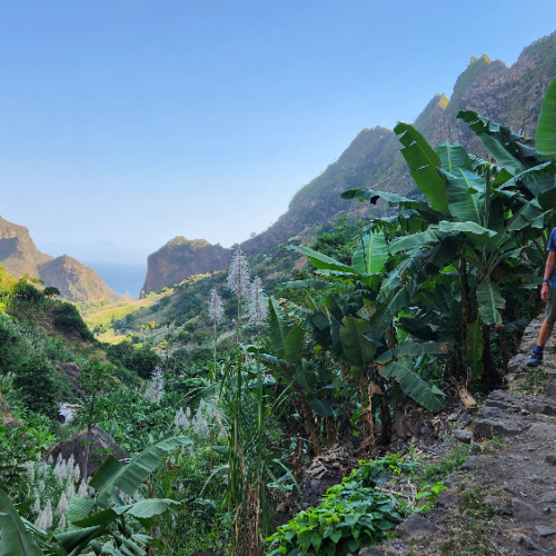 Bananiers Cap Vert, Santo Antao, Vallee de Paul.