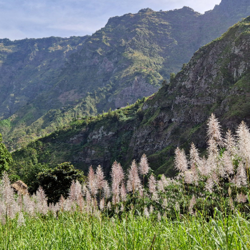 Vallée de Paùl, culture de canne à sucre. Cap Vert, Santo Antao, Vallee de Paul.