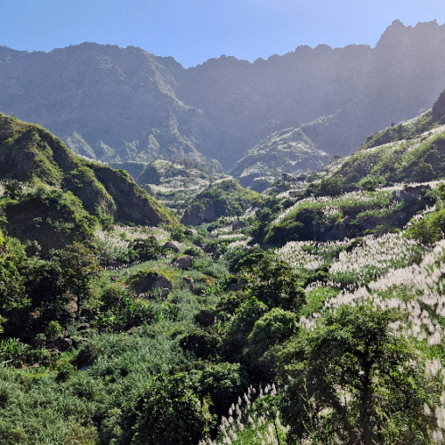 Vallée de Paùl, culture de canne à sucre. Cap Vert, Santo Antao, Vallee de Paul.