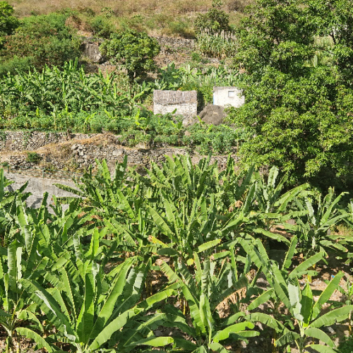 Vallée de Paùl, culture de bananiers. Cap Vert, Santo Antao, Vallee de Paul.