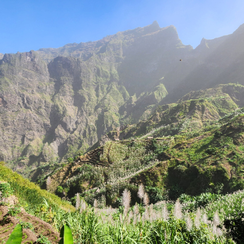 Randonnée hôtel Xoxo. Des cultures en espaliers. Cap Vert Santo Antao Hotel Xoxo