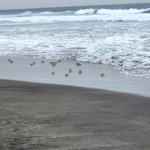 Les crabes inconscients de la plage. Cap Vert Santo Antao