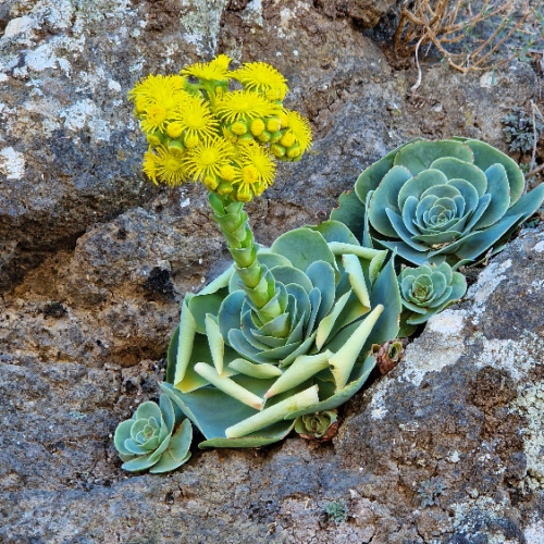 Aeonium aureum Aeonium aureum