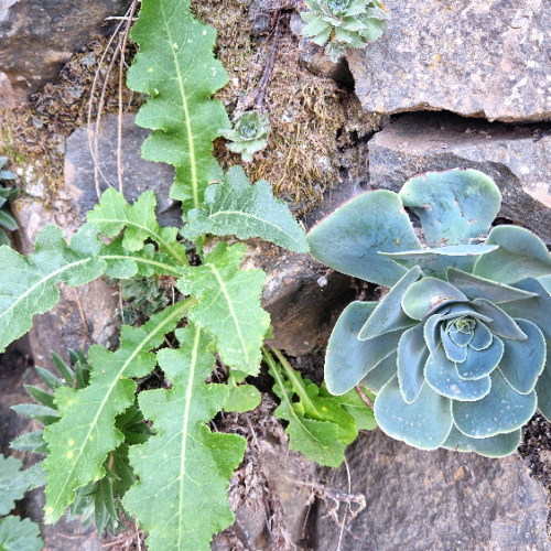 Aeonium aureum Aeonium aureum