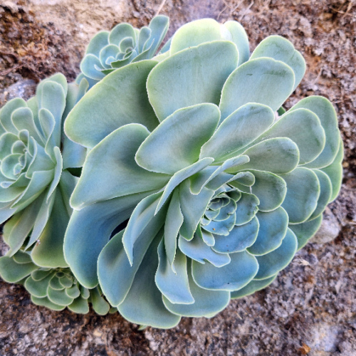 Aeonium aureum Aeonium aureum