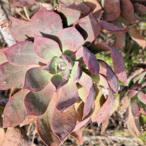 Aeonium percarneum Aeonium percarneum