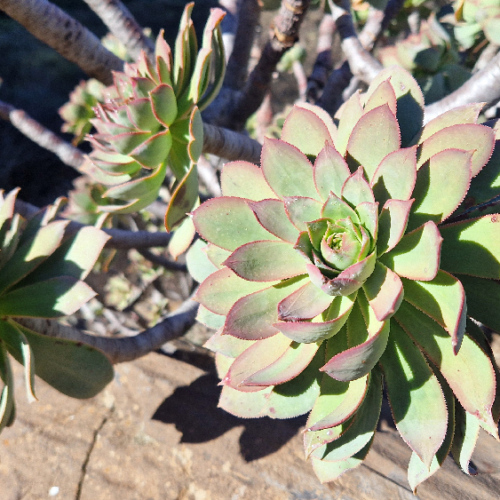 Aeonium percarneum Aeonium percarneum