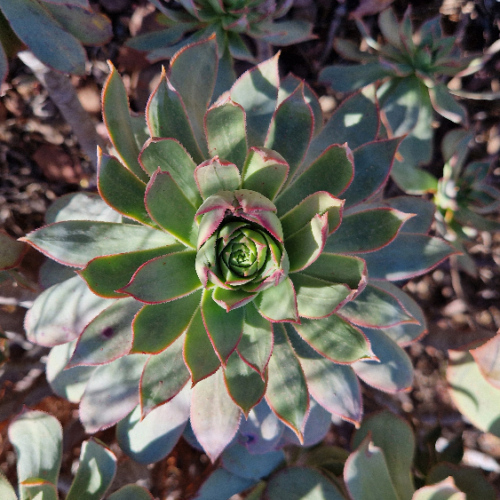 Aeonium percarneum Aeonium percarneum