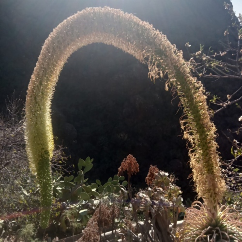 Agave attenuata Agave attenuata