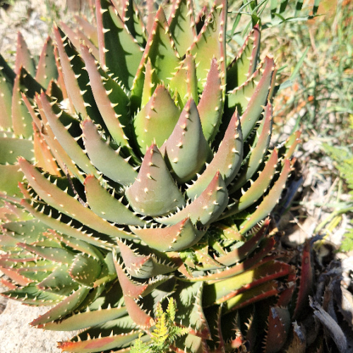 Aloe mitriformis Aloe mitriformis