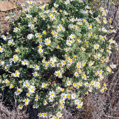 Argyranthemum adauctum ssp. canariense Argyranthemum adauctum ssp. canariense