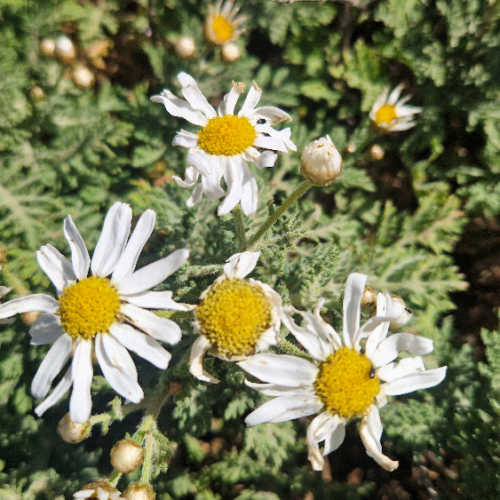 Argyranthemum adauctum ssp. canariense Argyranthemum adauctum ssp. canariense