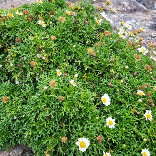 Argyranthemum frutescens ssp. pumilum Argyranthemum frutescens ssp. pumilum