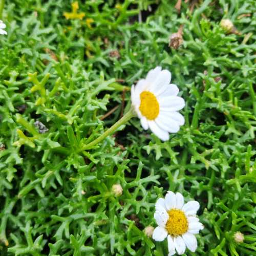 Argyranthemum frutescens ssp. pumilum Argyranthemum frutescens ssp. pumilum