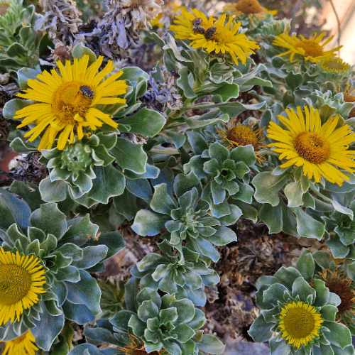 Asteriscus sericeus Asteriscus sericeus