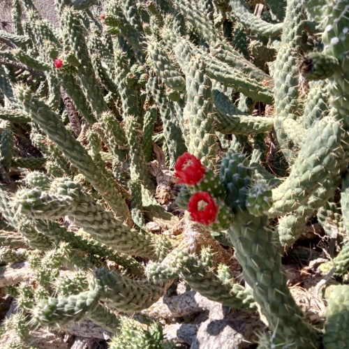 Austrocylindropuntia exaltata Austrocylindropuntia exaltata