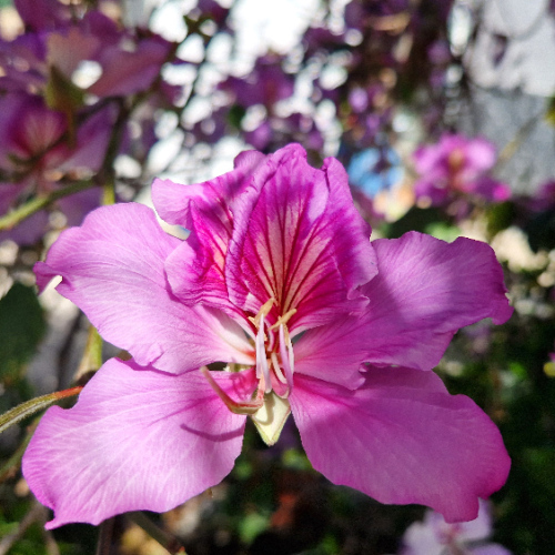 Bauhinia variegata Bauhinia variegata