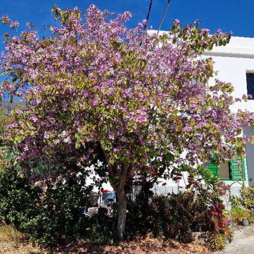 Bauhinia variegata Bauhinia variegata