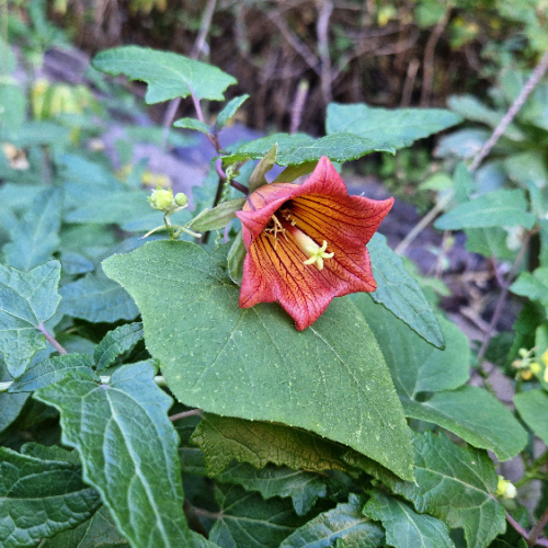 Canarina canariensis Canarina canariensis
