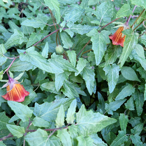 Canarina canariensis Canarina canariensis