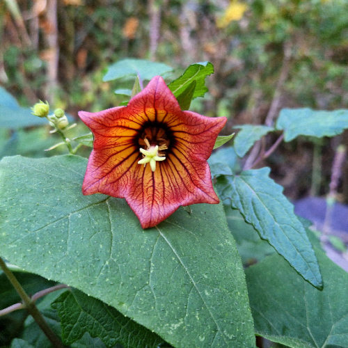 Canarina canariensis Canarina canariensis