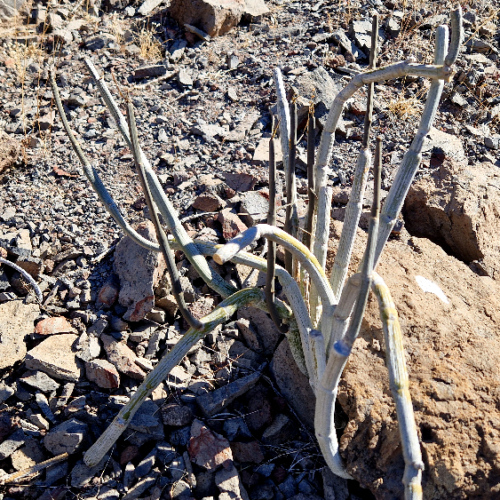 Ceropegia fusca Ceropegia fusca