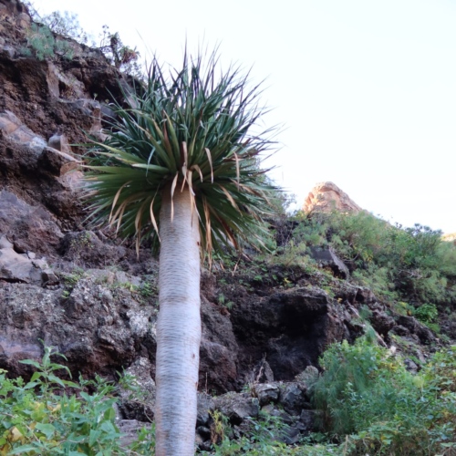 Dracaena draco Dracaena draco