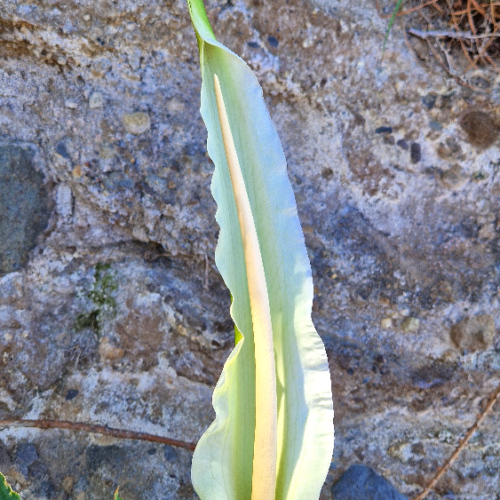 Dracunculus canariensis Dracunculus canariensis