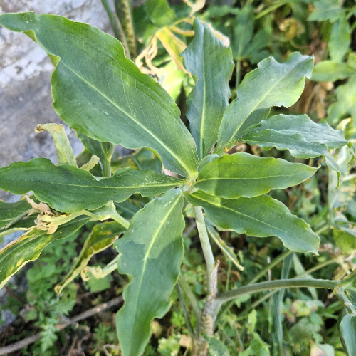 Dracunculus canariensis Dracunculus canariensis