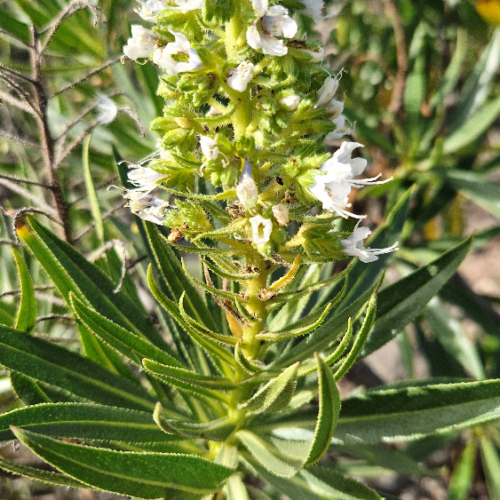 Echium decaisnei Echium decaisnei