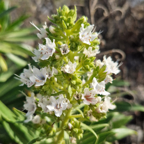 Echium decaisnei Echium decaisnei
