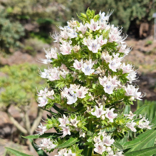 Echium decaisnei Echium decaisnei
