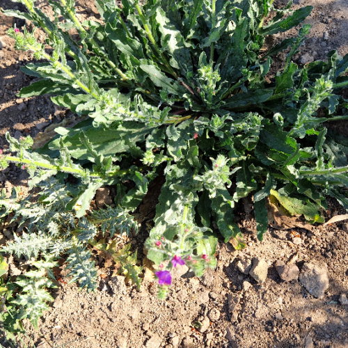 Echium plantagineum Echium plantagineum