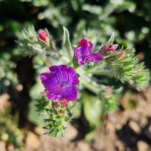 Echium plantagineum Echium plantagineum