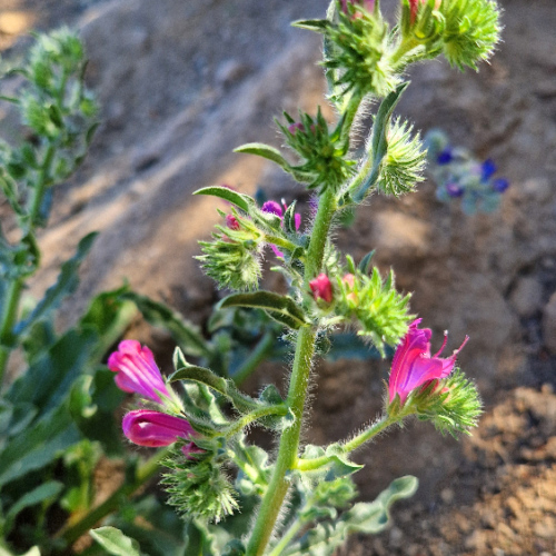 Echium plantagineum Echium plantagineum