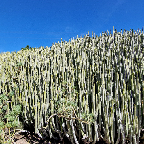 Euphorbia canariensis Euphorbia canariensis