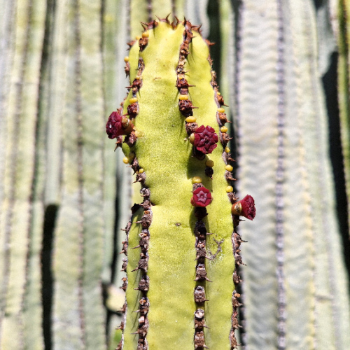 Euphorbia canariensis Euphorbia canariensis