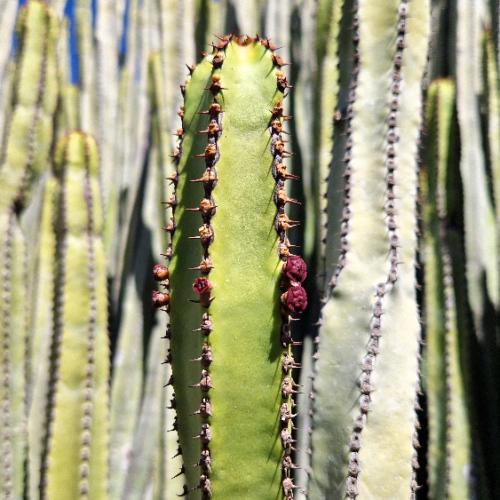 Euphorbia canariensis Euphorbia canariensis