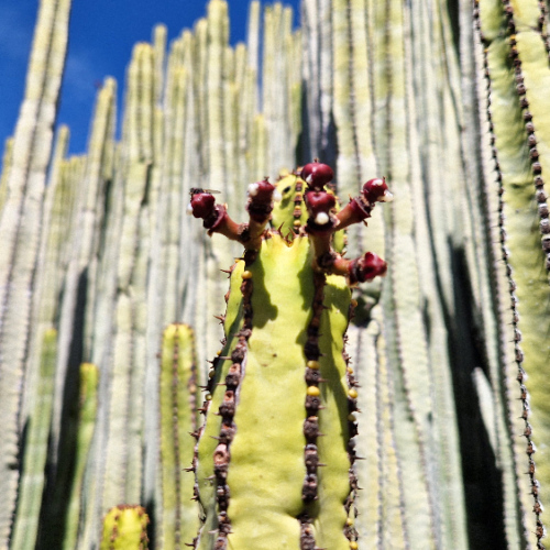 Euphorbia canariensis Euphorbia canariensis