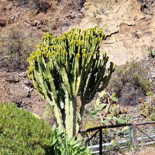 Euphorbia ingens Euphorbia ingens