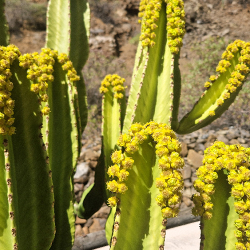 Euphorbia ingens Euphorbia ingens