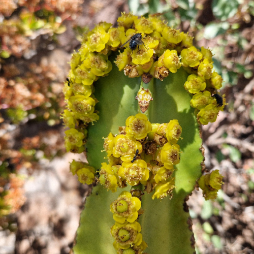 Euphorbia ingens Euphorbia ingens