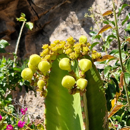 Euphorbia ingens Euphorbia ingens