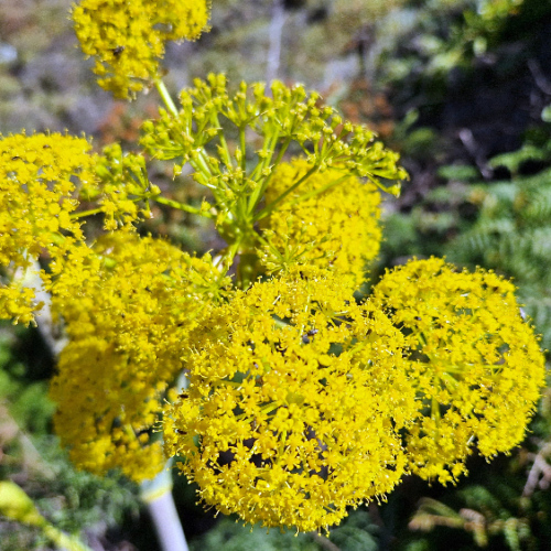 Ferula linkii Ferula linkii
