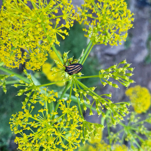 Ferula linkii Ferula linkii
