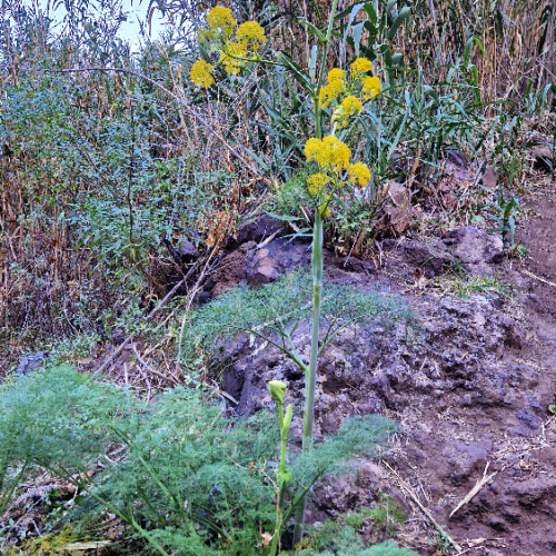 Ferula linkii Ferula linkii