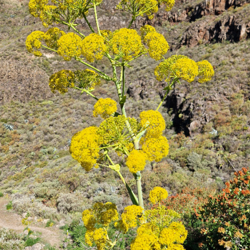 Ferula linkii Ferula linkii