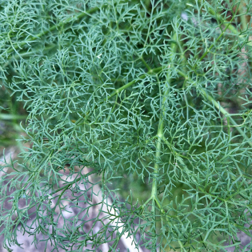 Ferula linkii Ferula linkii