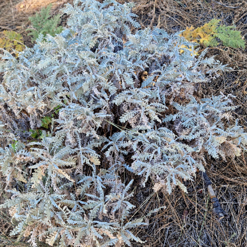 Gonospermum ptarmiciflorum Gonospermum ptarmiciflorum