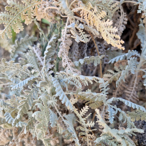 Gonospermum ptarmiciflorum Gonospermum ptarmiciflorum